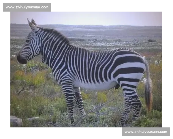 斑马与马的全面对比从外形基因行为到进化与人类关系探秘差异真相